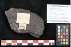 Foto (Objekt + Etikett) von Camptopteris haastii Ettingshausen (NHMW-GEO-2024-0188-10297a)